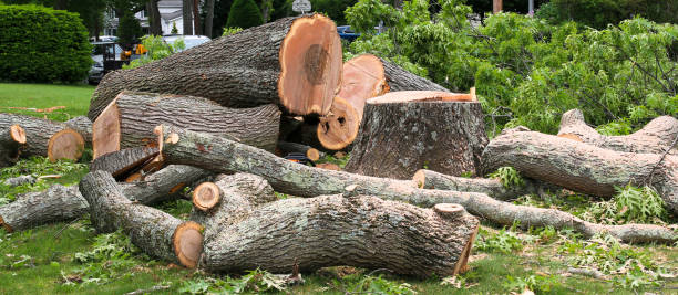 Best Tree Risk Assessment  in USA